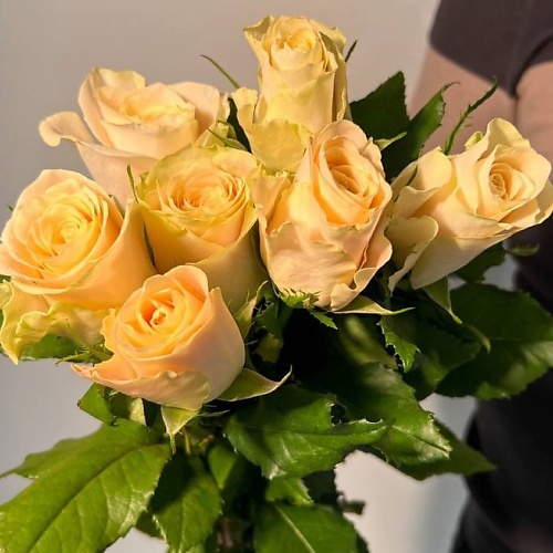 Букет живых цветов ЦВЕТЫ ДЛЯ ВАС Букет из 7 кремовых роз (Кения)